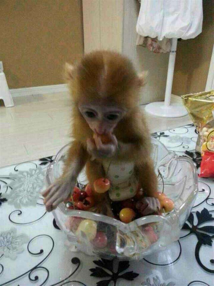 阿肯色州结婚证怎么买假的